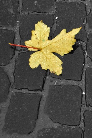 Упавший лист на мостовой обои