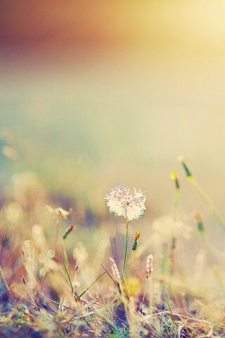 Летняя трава обои