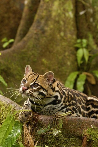 Оцелот обои