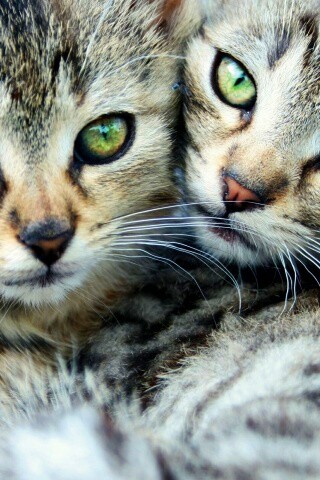 Котята в обнимку обои