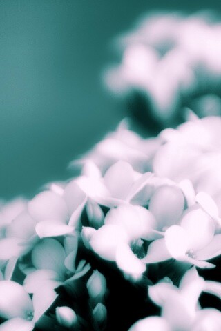 Белоснежные цветочки обои