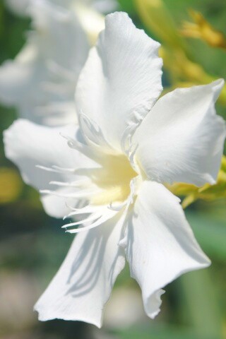 Эухарис, амазонская лилия обои