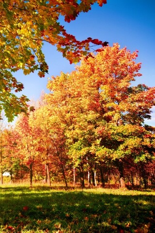 Осень в лесу обои