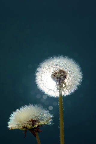 Два одуванчика обои