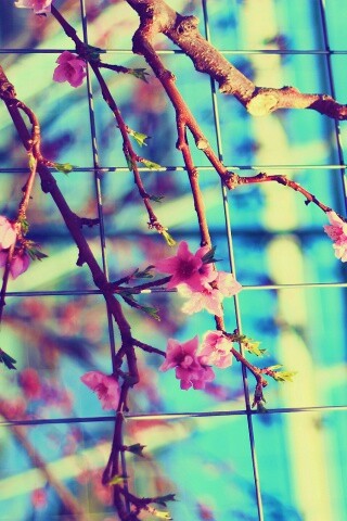 Ветка за сеткой обои