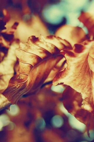 Засохший лист обои