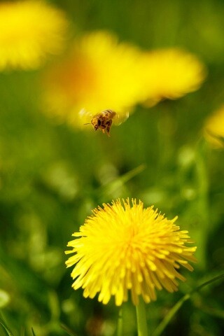 Пчёлка пролетает над одуванчиками обои