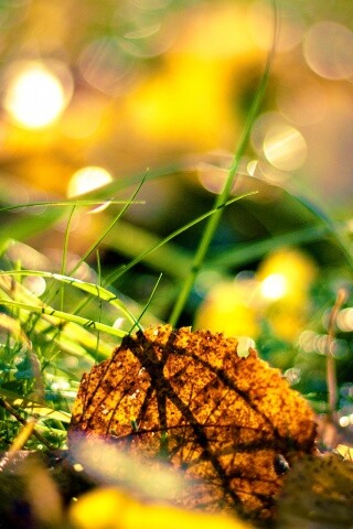 Опавший лист в траве обои