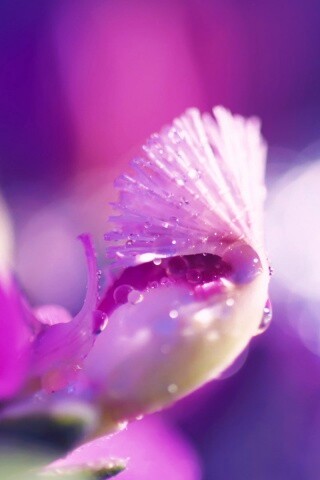 Капли на лиловом цветке обои