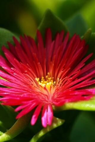 Чудесный цветок обои