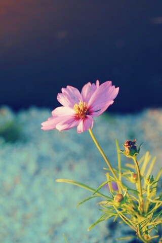 Полевой цветок обои