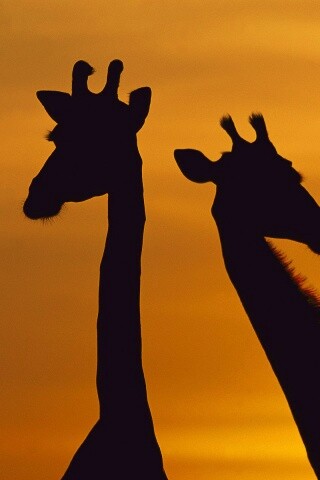 Три силуэта жирафов на фоне неба обои