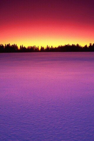 Восход над заснеженным лесом обои