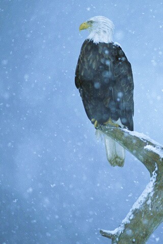Орлы на ветке в снегопад обои