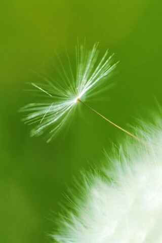 Пушинка одуванчика обои