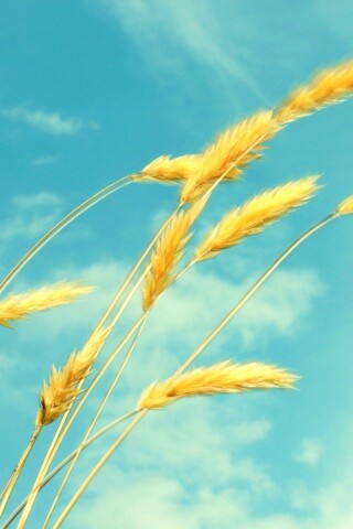 Колосья обои