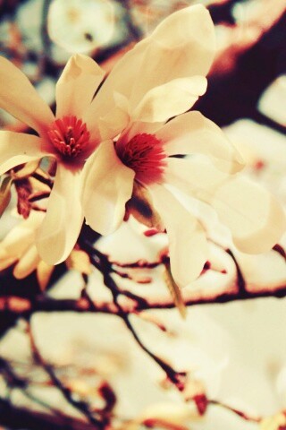 Цветы вишневого дерева обои