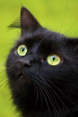 Чёрный котик с зелёными глазками обои