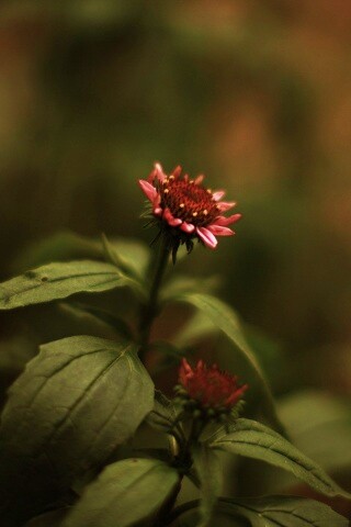 Фотография цветка обои