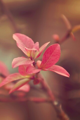 Красные листья на ветке обои