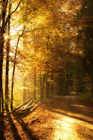Дорога вдоль просеки в осеннем лесу обои