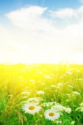 Поле ромашек обои