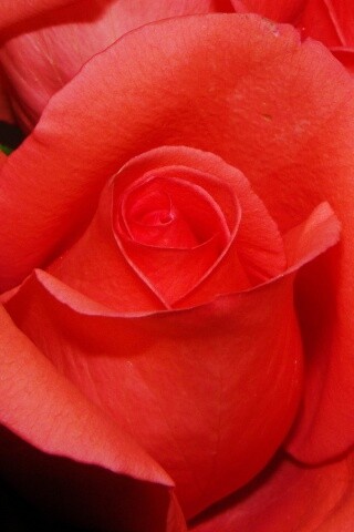 Бутон розы обои