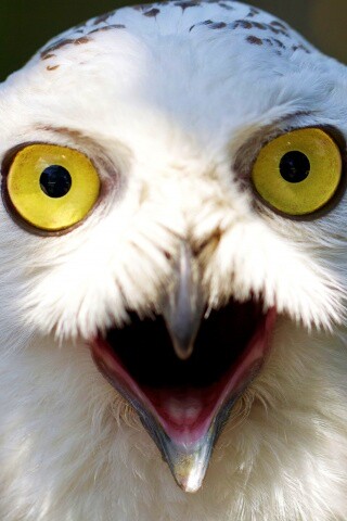 Сова в шоке! обои