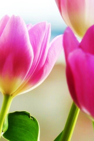 Тюльпаны обои