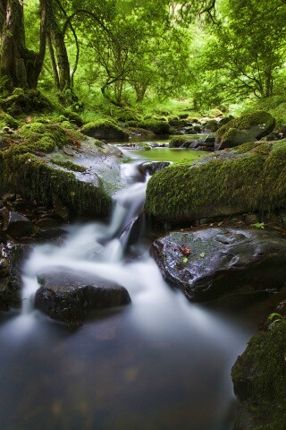 Речной поток в лесу обои