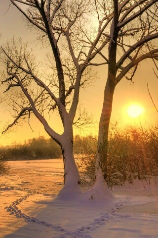 Солнечный свет в зимнем лесу обои