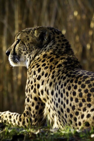 Гепард обои