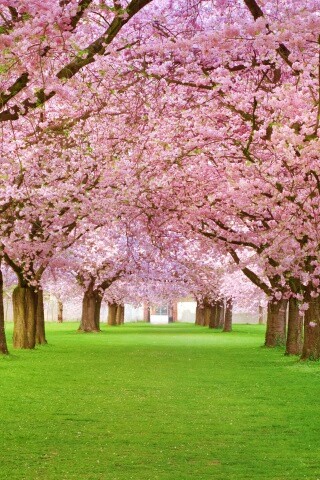 Розовая аллея обои