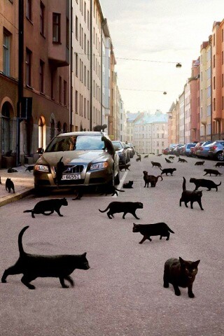 Город кошек обои