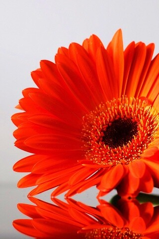 Гербер на стекле обои