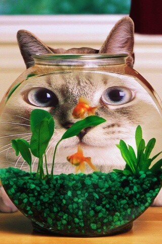 Сферический код за аквариумом обои