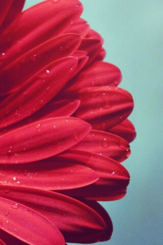 Красная гербера обои