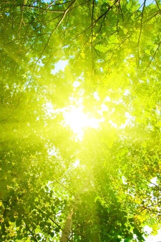 Яркий зеленоватый свет пробивающийся сквозь листву обои