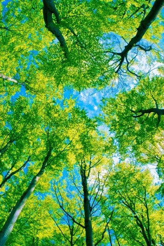 Кроны деревьев обои