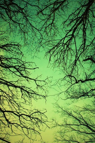 Голые кроны деревьев на фоне неба обои