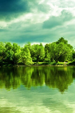 Деревья на берегу озера обои