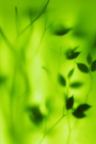 Зелень за стеклом обои