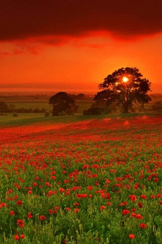 Закат на поле красных цветов обои