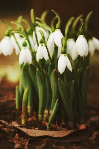 Подснежники - весенние цветы обои