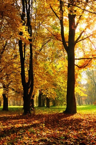 Осенний листопад в парке обои