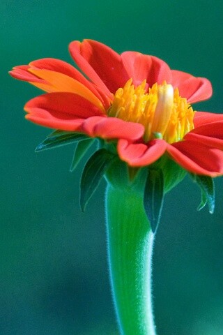 Красивый красный цветок обои