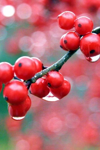 Капли росы на ягодах рябины обои