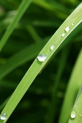 Капли росы на траве обои