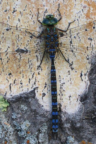 Стрекоза на дереве обои