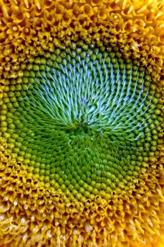 Недозревший подсолнух обои